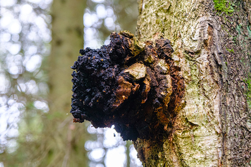 Chaga mushroom on a tree trunk. Birch chaga. Antioxidant, anti-cancer effects. Black growth on the tree. Chaga tea for health