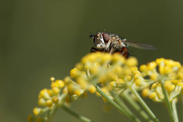 istock Fly Linnaemya vulpina eating nectar on fennel plant while looking at camera 1674494615