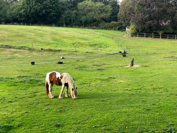 istock Horse in a field 1674494617