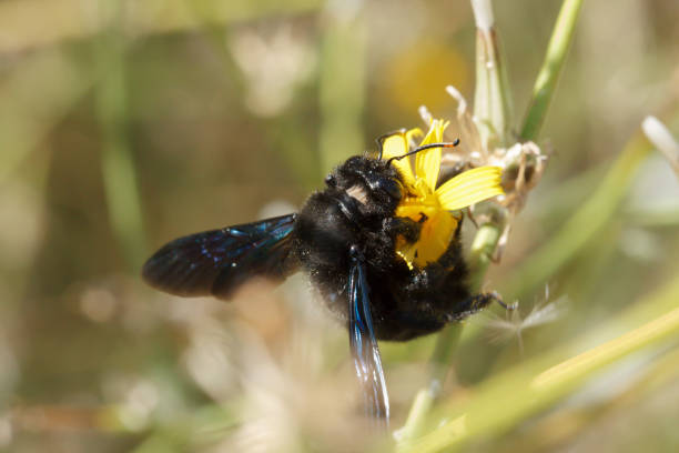 istock European carpenter bee Xylocopa violacea collecting nectar while pollinating plants 1674494625