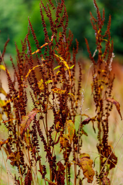 istock Rumex obtusifolius, bitter dock on the summer meadow 1674499586