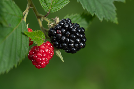 Close-up of two blackberries hanging on the bush. One blackberry is black, the other is still unripe and red. Fresh leaves on top, the background is green.