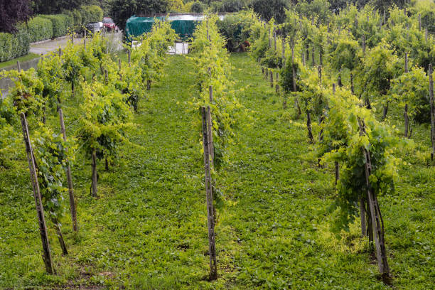 istock landscape image of vineyards in the rain 1674509123
