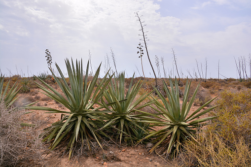 Agave plant in the desert of Gran Canaria, Canary Islands, Spain . Wilderness tropical nature