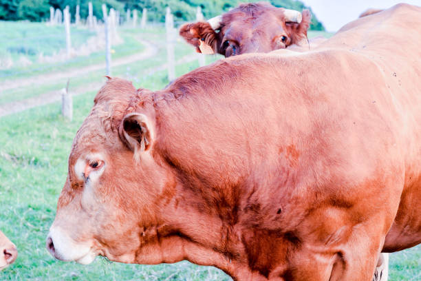 istock Curious french brown cow in a meadow 1674510288