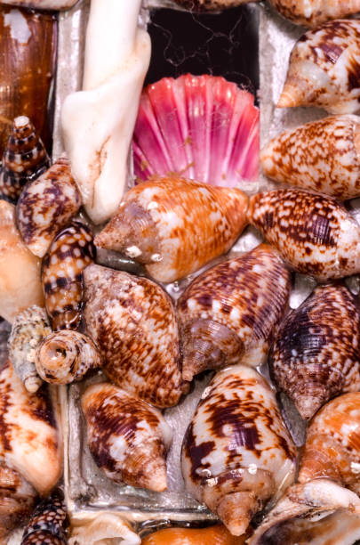 istock Background of sea shells 1674510842