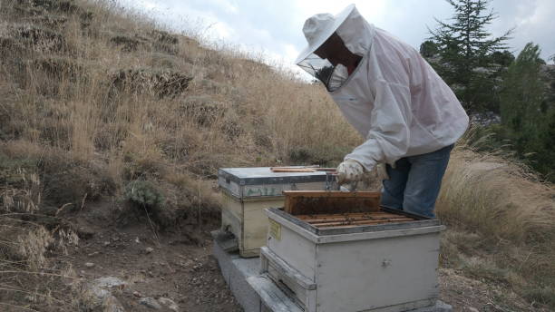 apicultor coletando mel de abelha com favo de mel na mão - beehive bee colony wax - fotografias e filmes do acervo