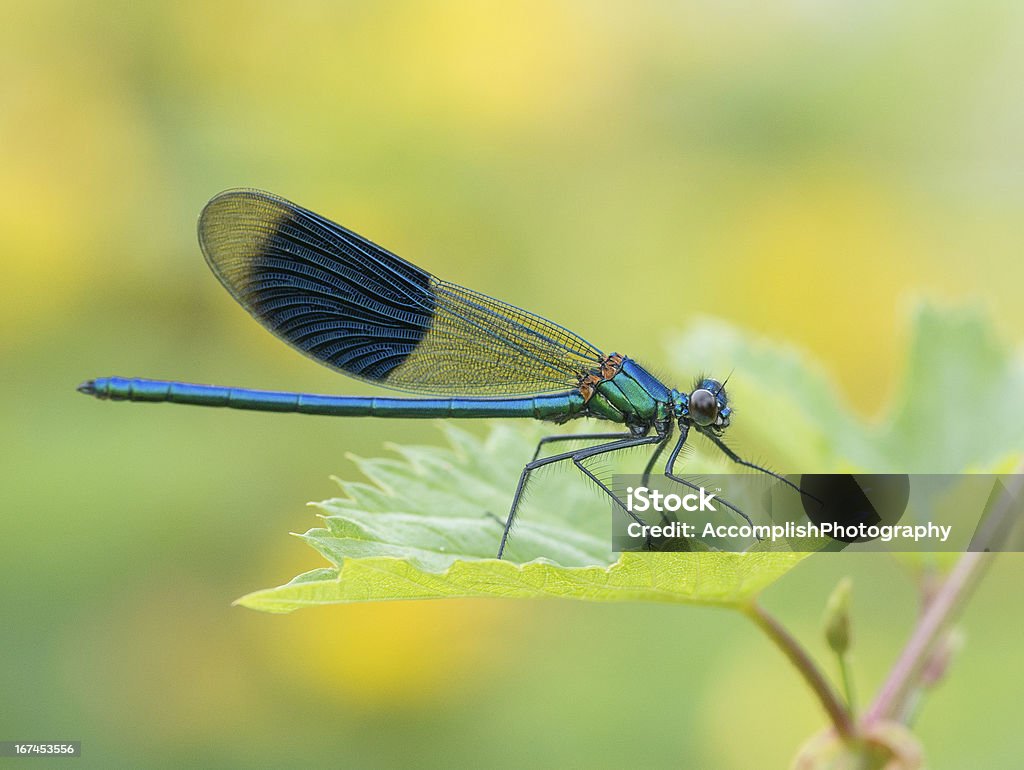 Libellula - Foto stock royalty-free di Animale selvatico