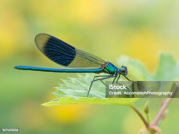 Libellula - Fotografie stock e altre immagini di Animale selvatico - Animale selvatico, Astratto, Bellezza naturale