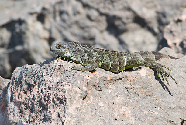 Young Iguana Lying on a Rock in the Daylight stock photo