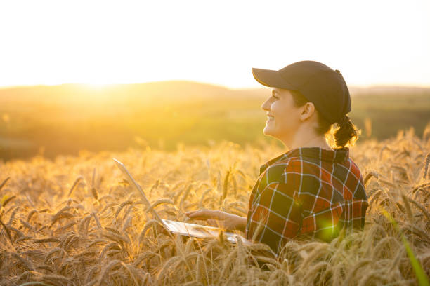 istock Woman farmer working with laptop on wheat field. 1674537520