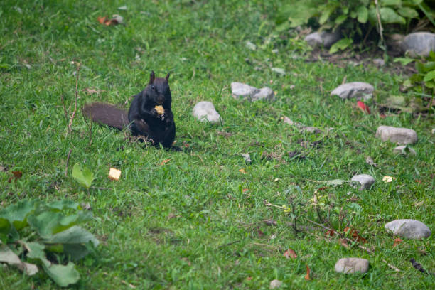 Squirrel on the ground stock photo
