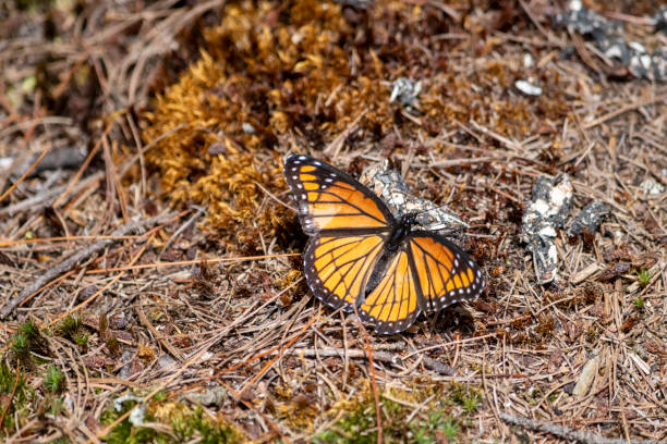 Butterfly on ground stock photo