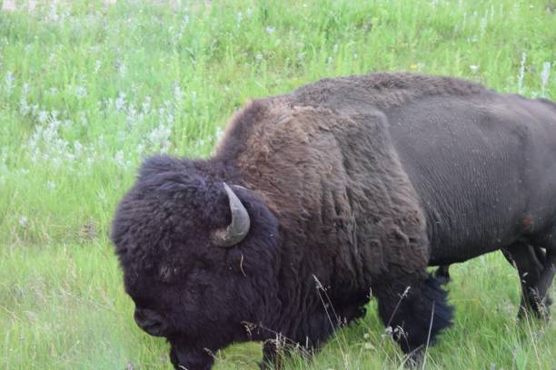istock Tatanka in his Natural habitat 1674561059