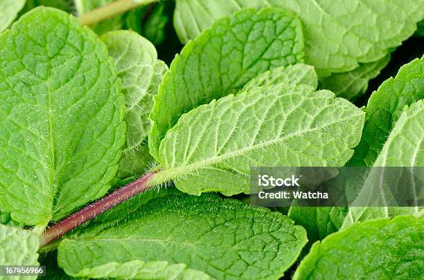 Foto de Verde Ervas Frescas De Hortelã Closeup e mais fotos de stock de Erva - Erva, Folha, Folha de menta - Culinária