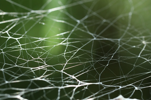 Cobweb on green blurred background. Macro photography