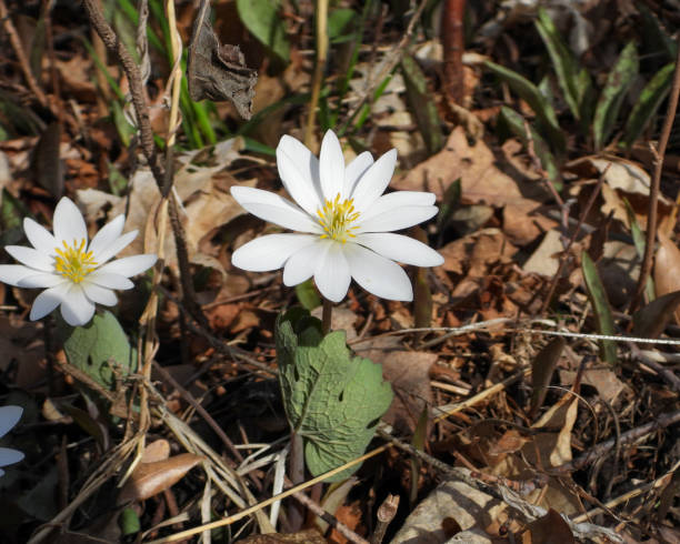 Sanguinaria canadensis (Bloodroot) Native North American Spring Woodland Wildflower stock photo
