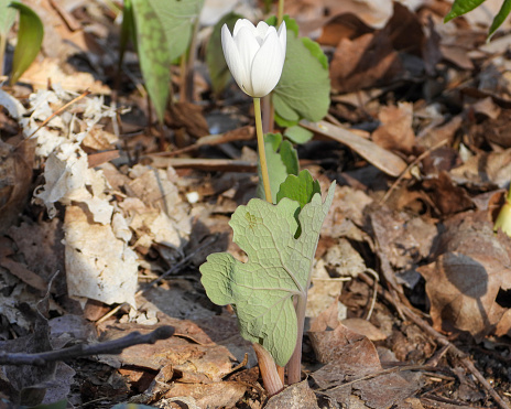 Sanguinaria canadensis (Bloodroot) Native North American Spring Woodland Wildflower