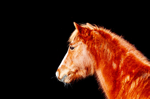 Close up head shot of beautiful chestnut pony horse isolated against a black background.