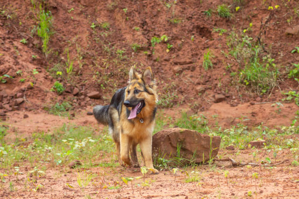 Young long haired German shepherd dog runs towards the camera whilst exercising off leash in abandoned sandstone quarry in rural Shropshire, a lovely but scary sight to anyone scared of large dogs