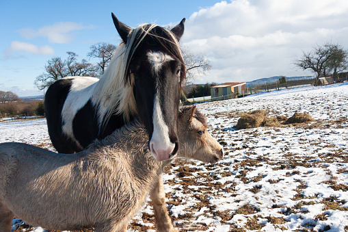 Hugs- small pony stands comfortably with her head under the head of a large Shire horse as if cuddling, obviously great friends.