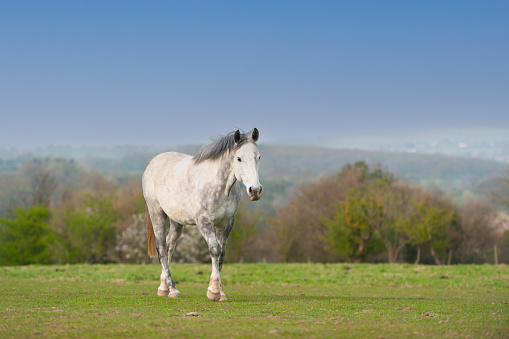 Beautiful dapple grey horse walks across field towards the camera  on a spring day, healthy and happy with grass growing in its field.