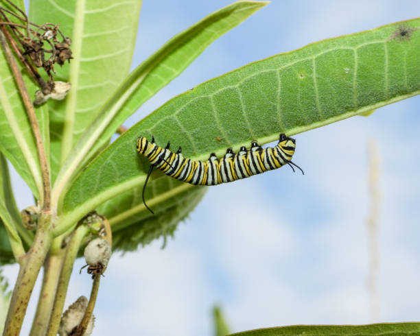 istock Monarch Butterfly (Danaus plexippus) North American Migratory Insect 1674607504