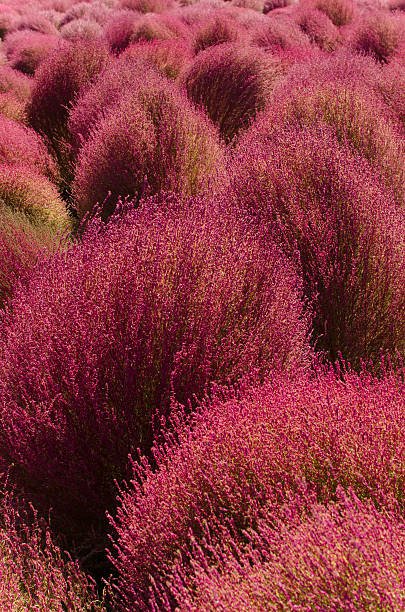istock Bassia scoparia 167460813