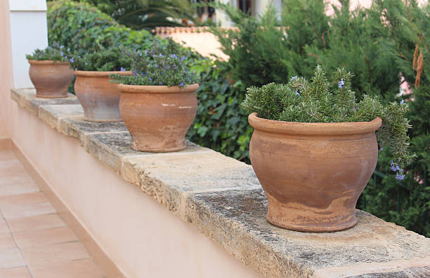 istock Rosemary in terracotta pots 167460852