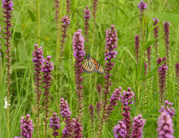 istock Monarch Butterfly (Danaus plexippus) North American Migratory Insect 1674609476