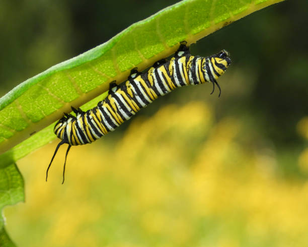 istock Monarch Butterfly (Danaus plexippus) North American Migratory Insect 1674609511
