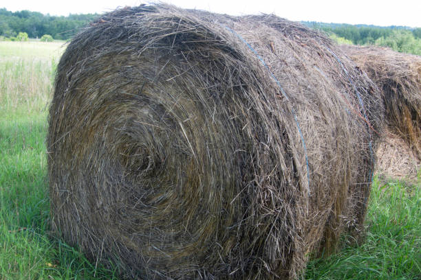 Bale of hay stock photo