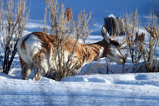 Pronghorn Antelope browsing on sage brush in East Central Idaho.