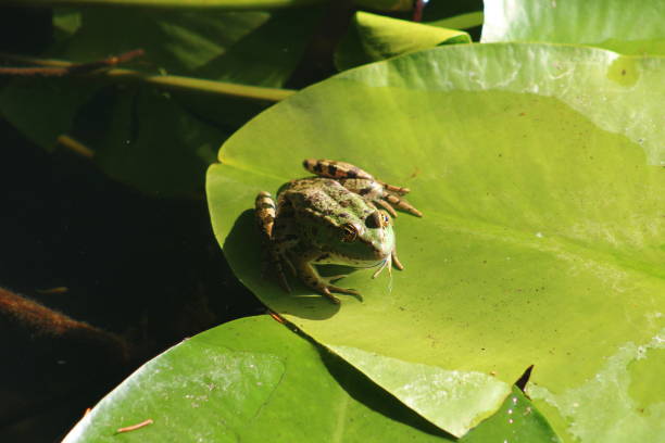 istock little green frog on the leaf in the lake 1674620621