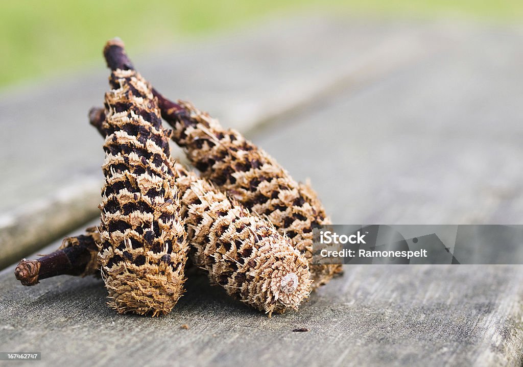 pinecones detalhe - Royalty-free Amarelo Foto de stock