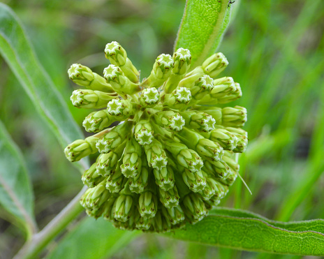 Asclepias viridiflora (Green Milkweed) Native North American Wildflower