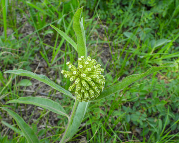 Asclepias viridiflora (Green Milkweed) Native North American Wildflower
