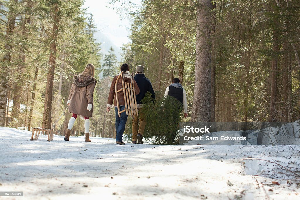 Amigos transporte frescas cortadas árbol de Navidad en el bosque - Foto de stock de 20-24 años libre de derechos