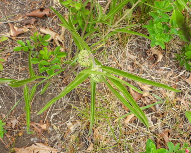 Asclepias viridiflora (Green Milkweed) Native North American Wildflower stock photo
