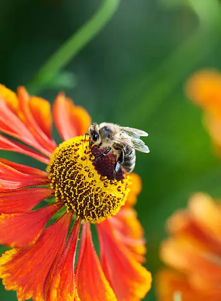 Honey bee (Apis mellifera) sitting on a red helerium flower, macro, shallow dof, copy space
