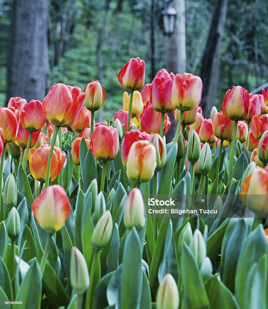 Fleurs de tulipes colorées dans le jardin fleuri - Photo de Affluence libre de droits