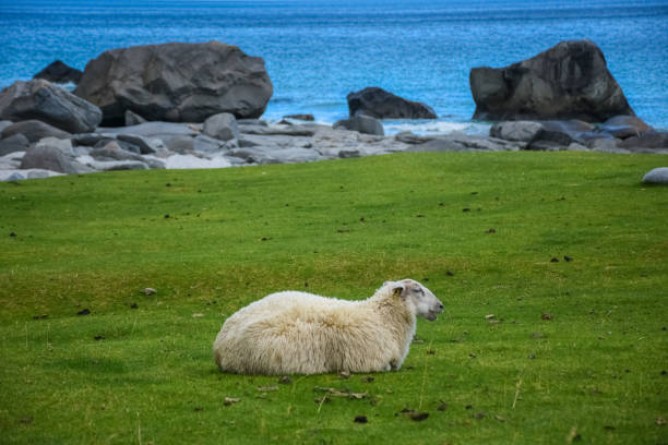 ovelha bonita no prado verde das ilhas lofoten, noruega - vestvagoy - fotografias e filmes do acervo