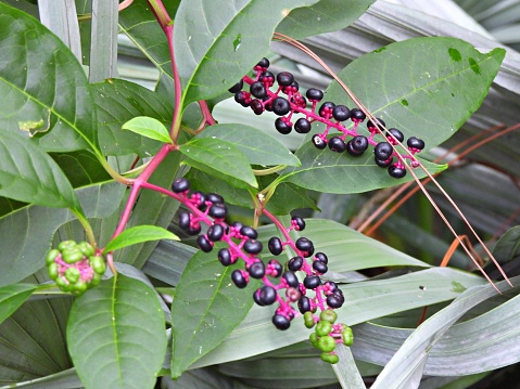 American Pokeweed close-up