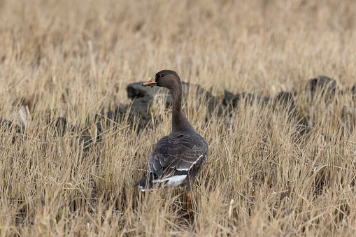 Young greater white-fronted goose in a winter rice paddy.