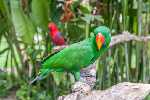 Eclectus parrot male (front) and female (back)
