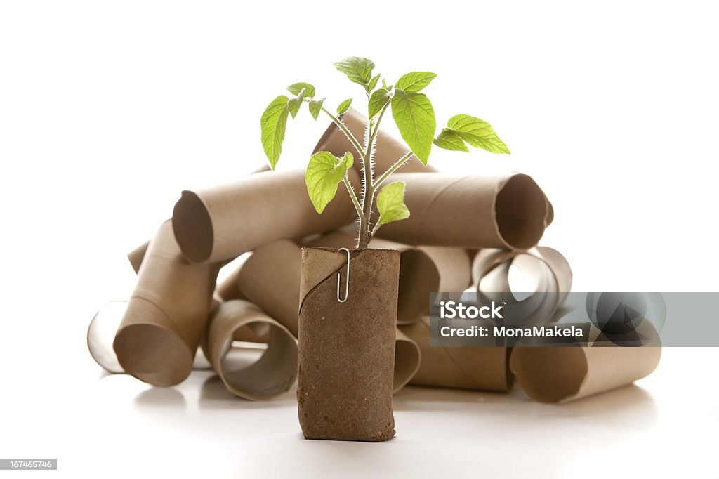 Empty toilet paper roll made into a planter Empty toilet paper roll recycled as a seedling planter Toilet Paper Stock Photo