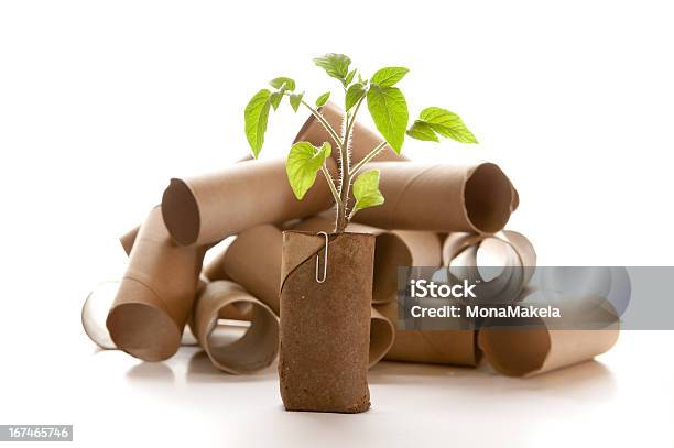 Empty Toilet Paper Roll Made Into A Planter Stock Photo - Download Image Now - Toilet Paper, Cardboard, Recycling