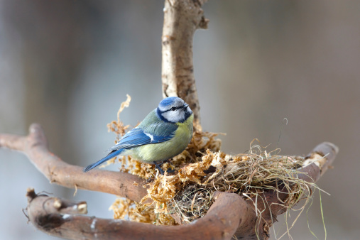 Carbonero azul en su nest photo