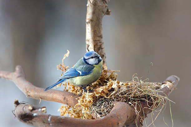 cincia bigia azzurro nel nido - birds nest animal nest branch spring foto e immagini stock