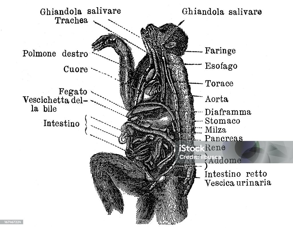 Macaco anatomia com rótulos italianos - Ilustração de Macaco royalty-free